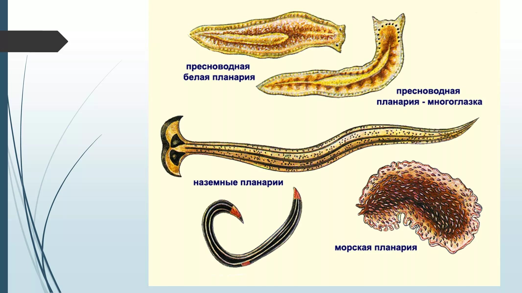 Плоские черви примеры названия. Свободноживущие плоские черви. Плоские черви Ресничные представители. Свободноживущие плоские черви рис 47. Свободноживущие плоские черви представители.