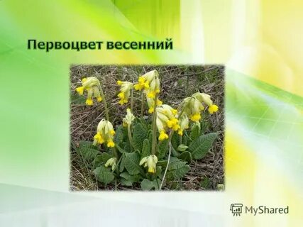Первоцветы картинки с названиями и описанием