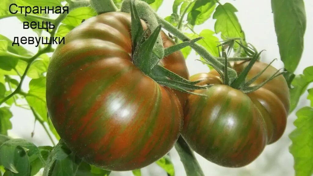 Томат странная вещь девочкиной девочки. Томат странная вещь девочки. Странный помидор. Сорт томата странная вещь девушки. Томат girl girl's weird thing.