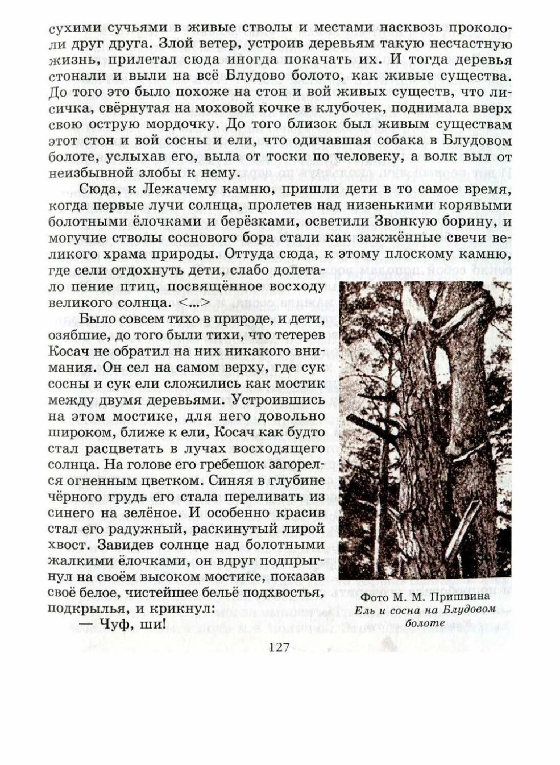 Ель и сосна на блудовом болоте. Кладовая солнца пришвин сосна и ель. Кладовая солнца иллюстрация ель и сосна. Сосна и ель по Пришвину.