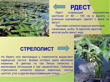 Не встречается в пресных водоемах