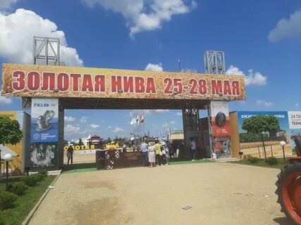 Золотая нива
