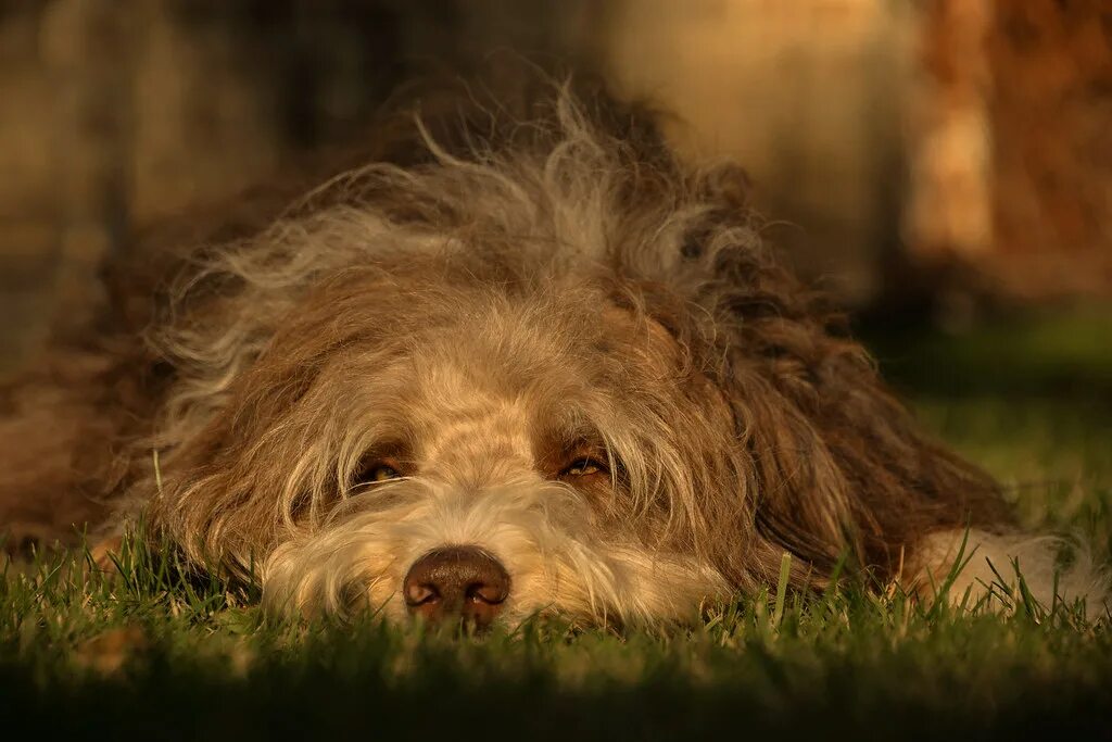 Hairy doggy. Бергамская овчарка. Лохматая собачка. Маленькие лохматые собачки. Самая лохматая собака.