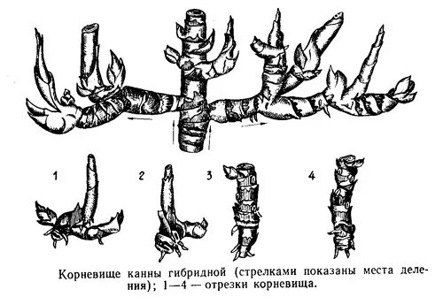 Деление корневища. Размножение Канны делением корневища. Вегетативное размножение корневищами. Канна деление корневища. Канны посадка корневища.