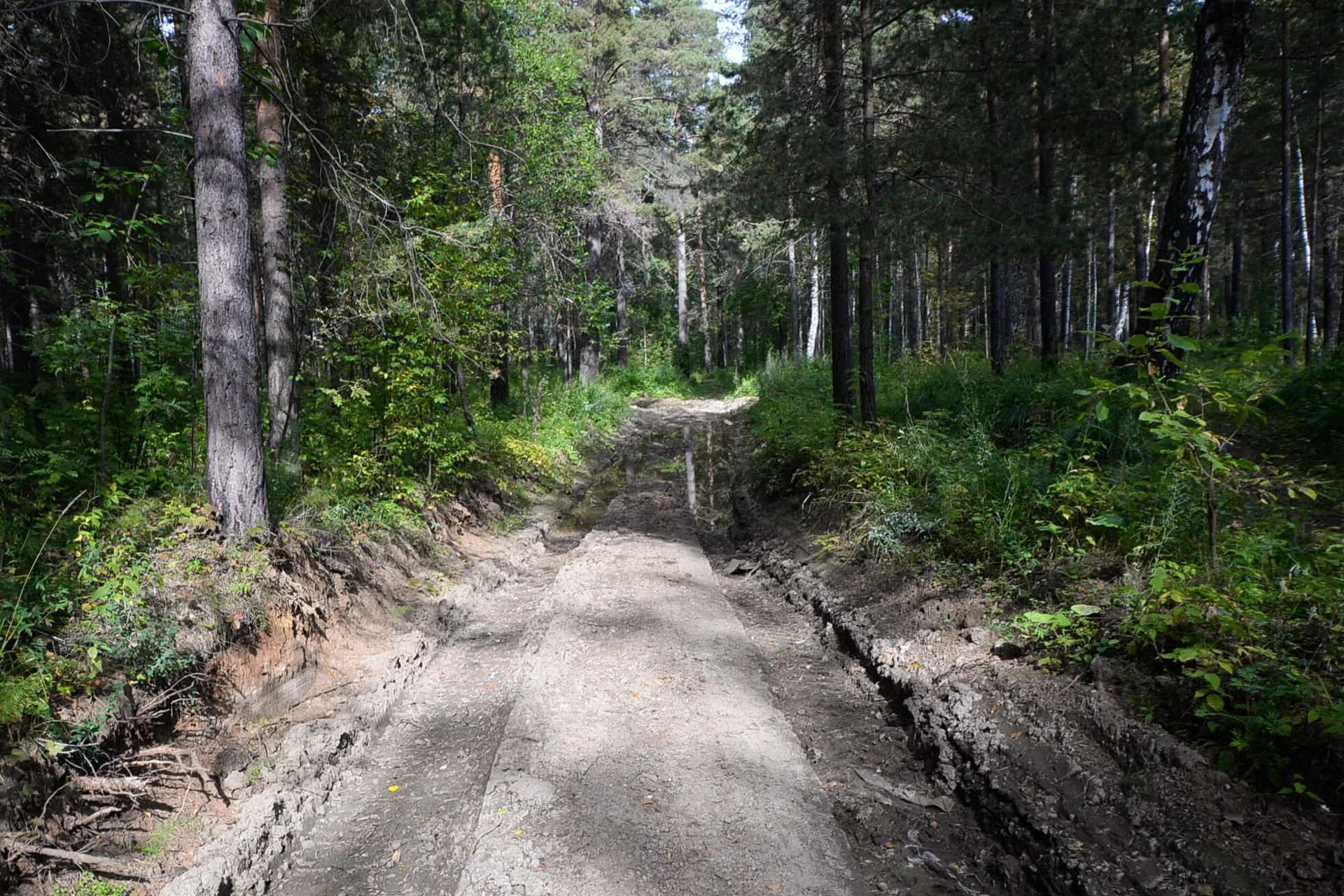 Дорога в лесу фото. Асбест лес. Лес Екатеринбург. Лес Асбест Свердловская область.