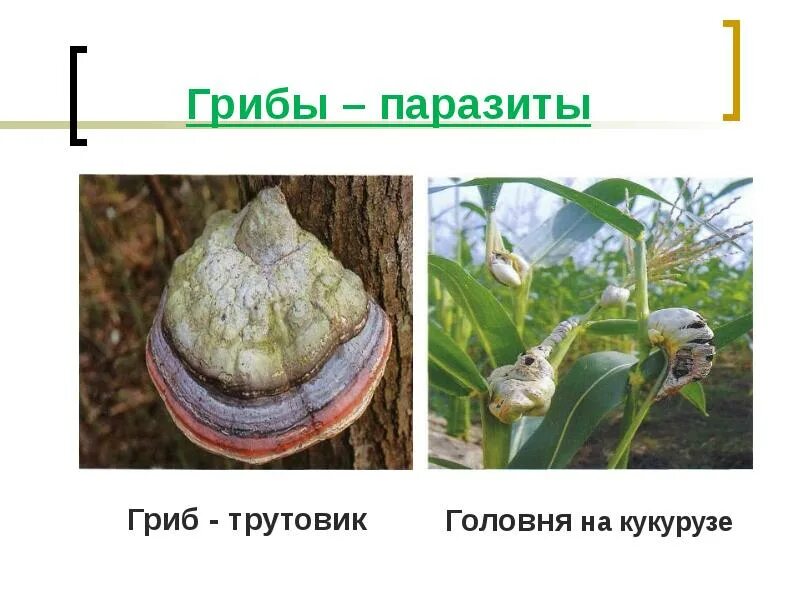 Головня строение гриба. Гриб трутовик и головня. трутовик гриб паразит. грибы паразиты строение.