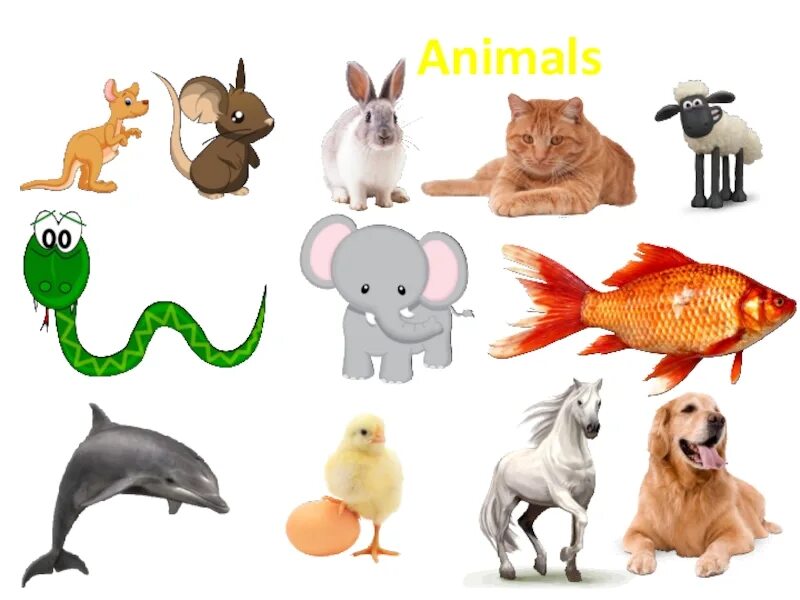 This is my animal. Спотлайт 2 класс Аnimals. Спотлайт 2 my animals. Спотлайт 2 животные. Spotlight животные.