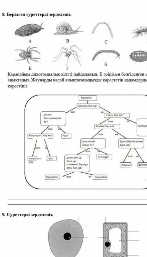 Соч по биологии 11 класс 3 четверть. Соч по биологии 7 класс 1 четверть. Биология 7 класс 1 четверть. Биология 1 класс. Соч по биологии 7 класс 1 четверть с ответами в Казахстане.