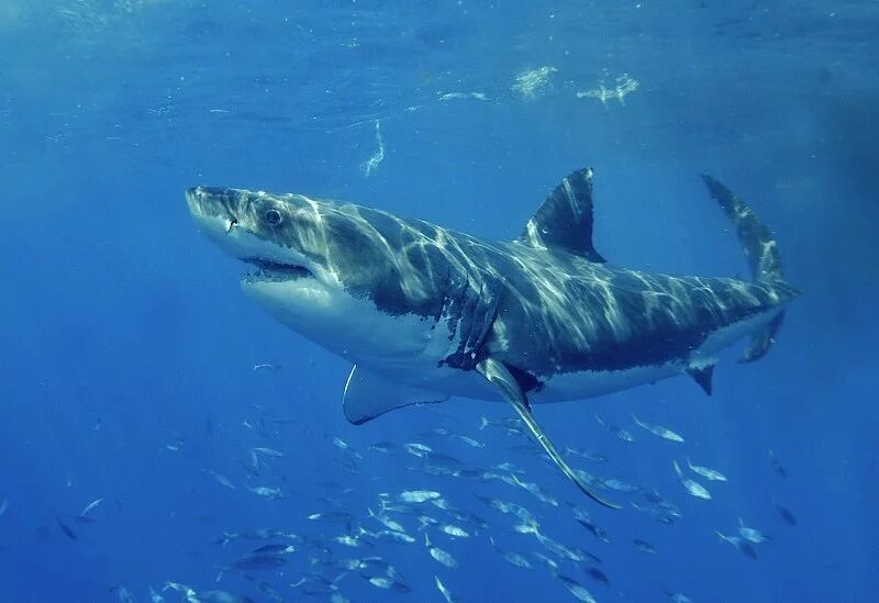 Вид тигровая акула (galeocerdo cuvier). Акула белая, акула-людоед, кархародон. Carcharodon carcharias. Черноморская акула катран фото. Акулы обитают.
