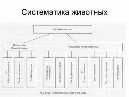 Систематика олимпиады 4 класс