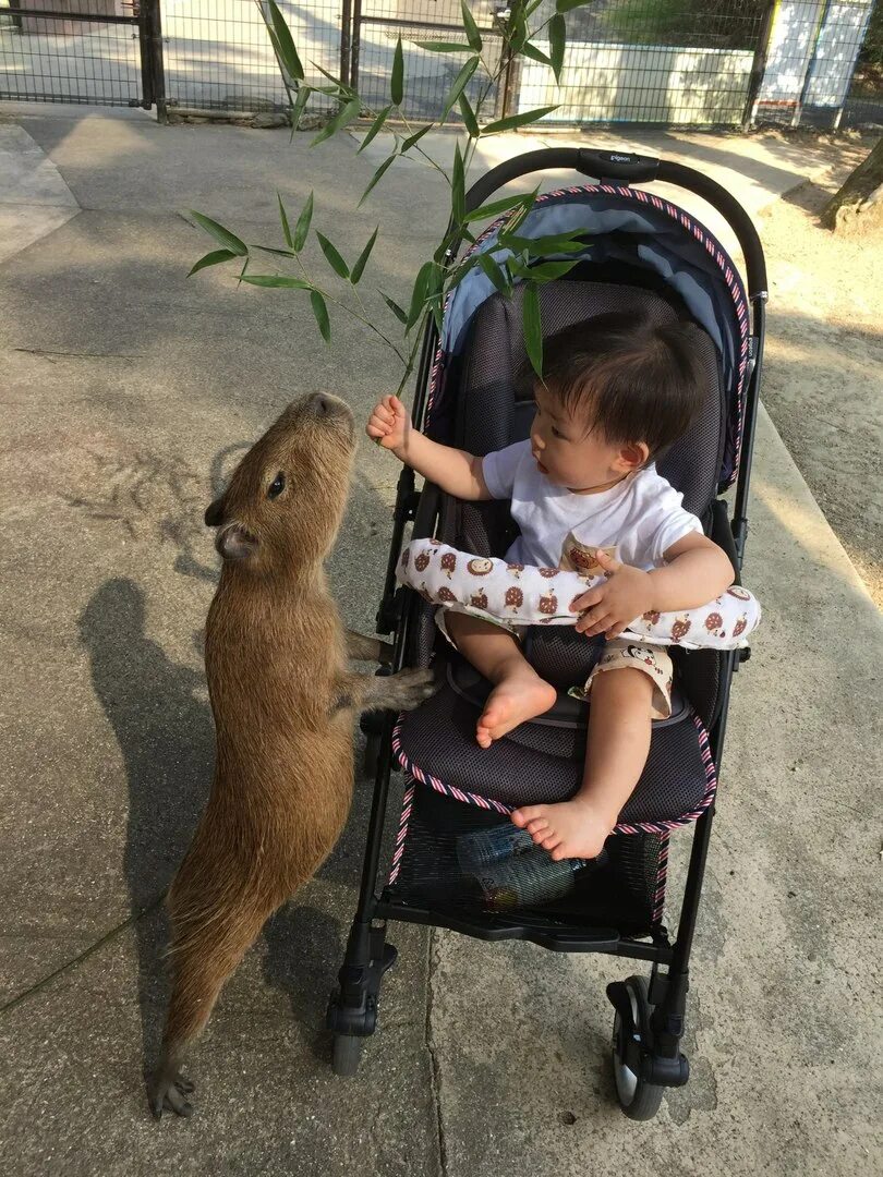 My pets capybaras. Капибара в зоопарке. Капибары в Московском зоопарке. Капибара в зоопарке Москвы. Контактный зоопарк с Капибарами.