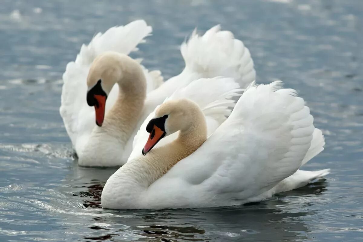 Красивые белые лебеди. Пара лебедей. Лебеди парочка. Красивые лебеди. Два лебедя.