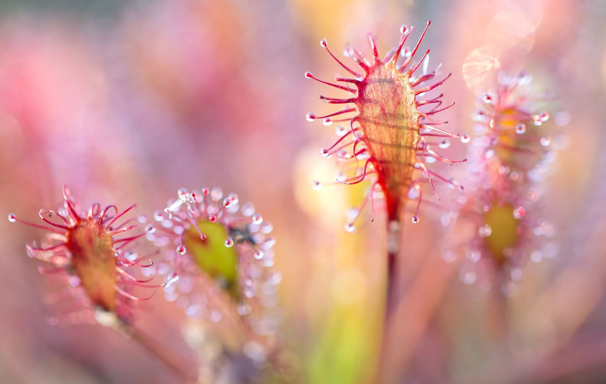 New macro