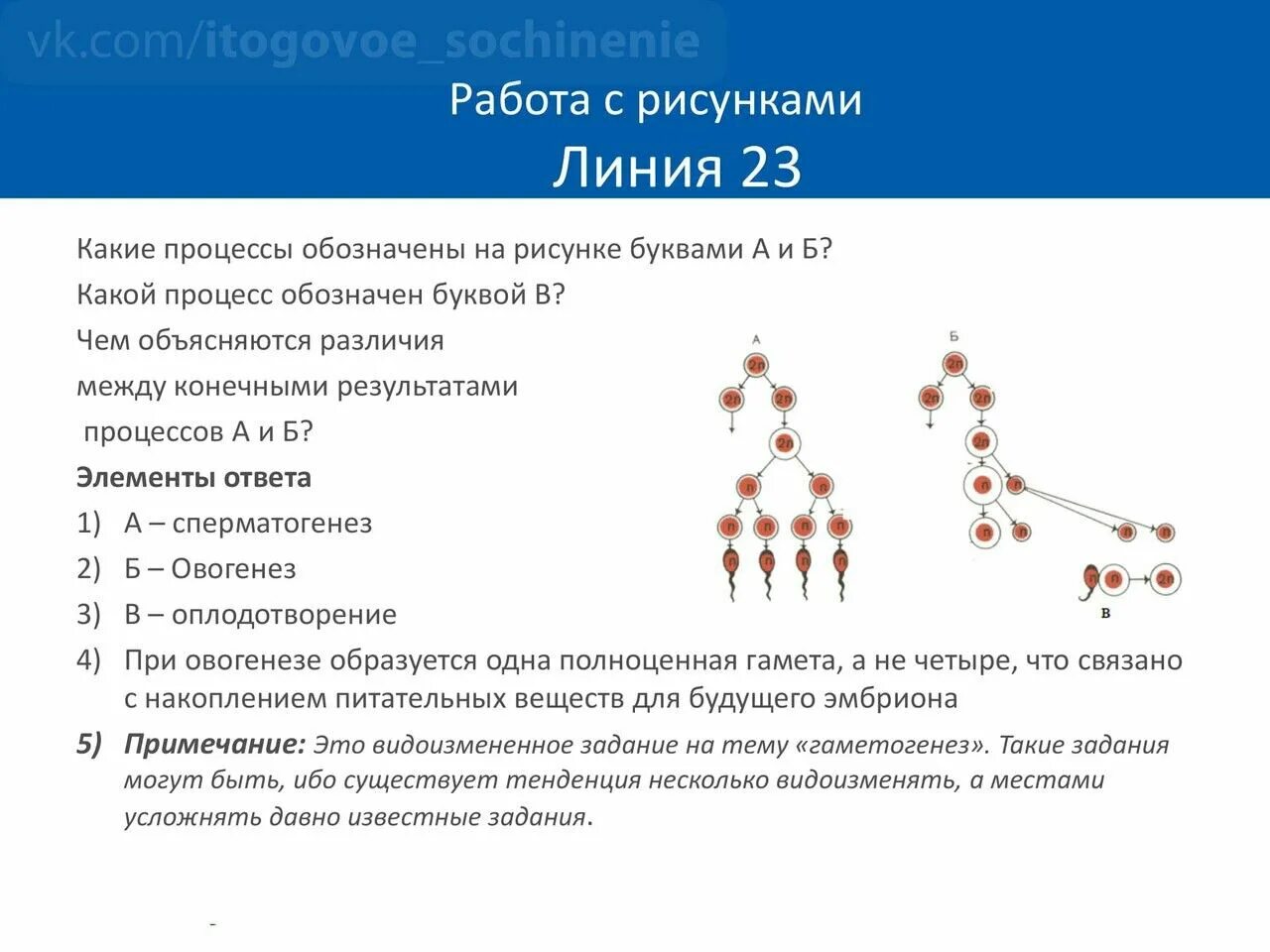 Задания биология заключительный этап. 24 Задание ЕГЭ биология. 4 Задание ЕГЭ биология. 26 Задание ЕГЭ биология. Задание 4 ЕГЭ биология алгоритм решения.