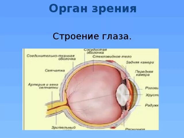 1 орган зрения строение. Орган зрения строение глаза. Органы чувств анатомия глаз. Строение органа зрения. Органы чувств строение органов зрения.