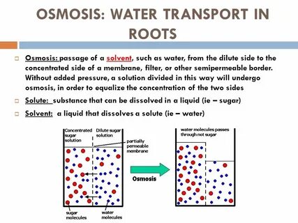 Osmosis