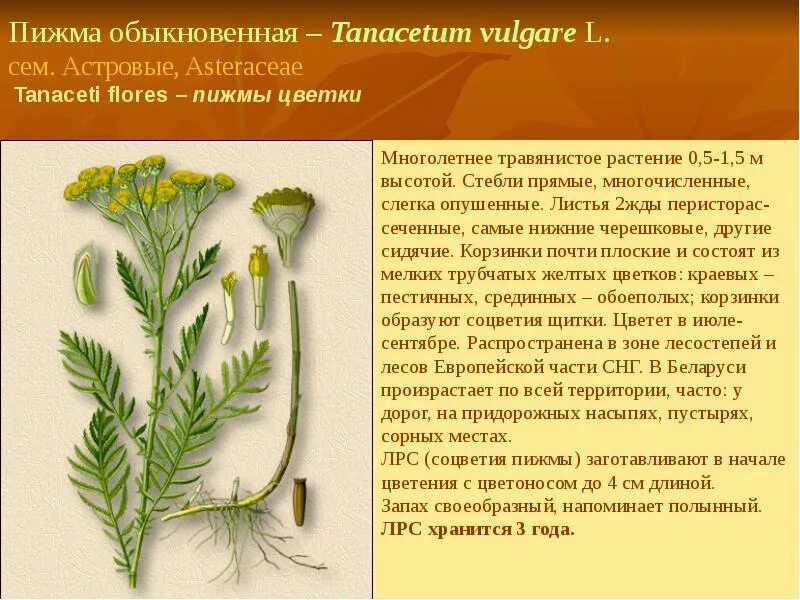 Пижма для чего. Пижма обыкновенная лекарственное сырье. лекарственные растения пижма обыкновенная. пижма обыкновенная лекарственное растительное сырье.