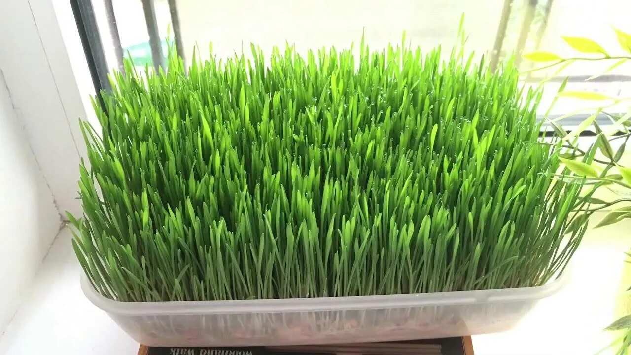 Микрозелень пшеница. Микрозелень пшеницы. Микрозелень пшеницы. Рожь микрозелень. Микрозелень пшеницы.