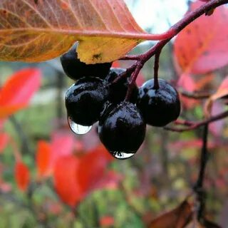 Черна красные ягоды