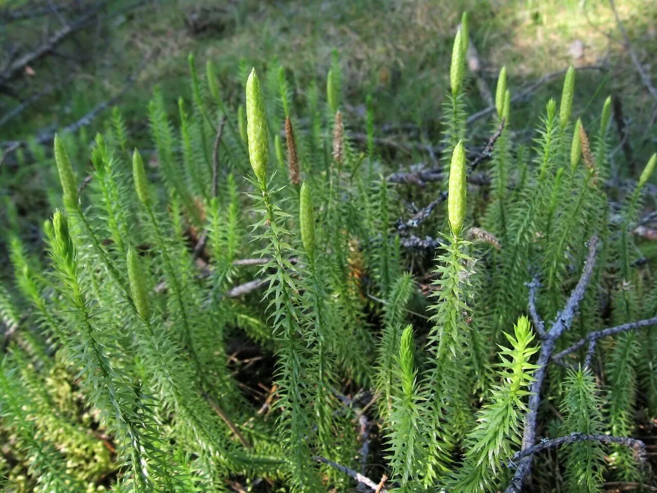 Фотографии плаунов. Плаун булавовидный. Плаун годичный (Lycopodium annotinum). Плаун Баранец. Плаун Баранец обыкновенный.