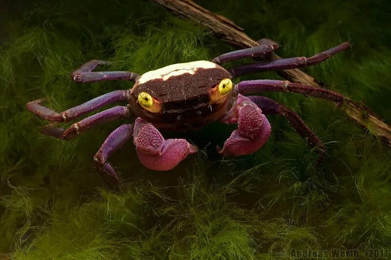 краб красный дьявол geosesarma sp. краб карнавальный. краб карнавальный. костюм маскарадный взрослый. крабы geosesarma.