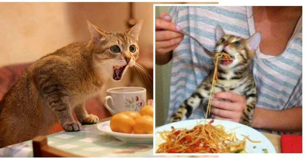 Котик с едой. Кот ест спагетти. Кошки за едой. Еда для кошек. Резко хочу есть