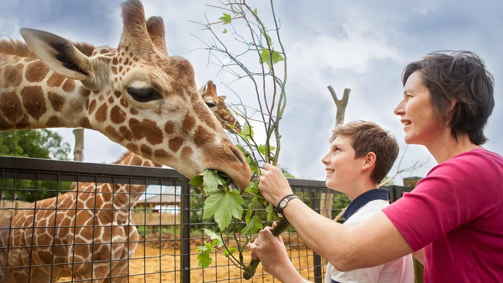 Do you like the zoo. Люди в зоопарке. Жираф в зоопарке. Экскурсия в зоопарк. Лондонский зоопарк Жираф.