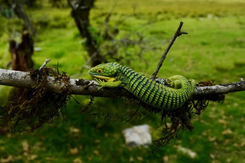 Abronia graminea. Древесная Аброния. Мексиканская аллигаторовая ящерица.