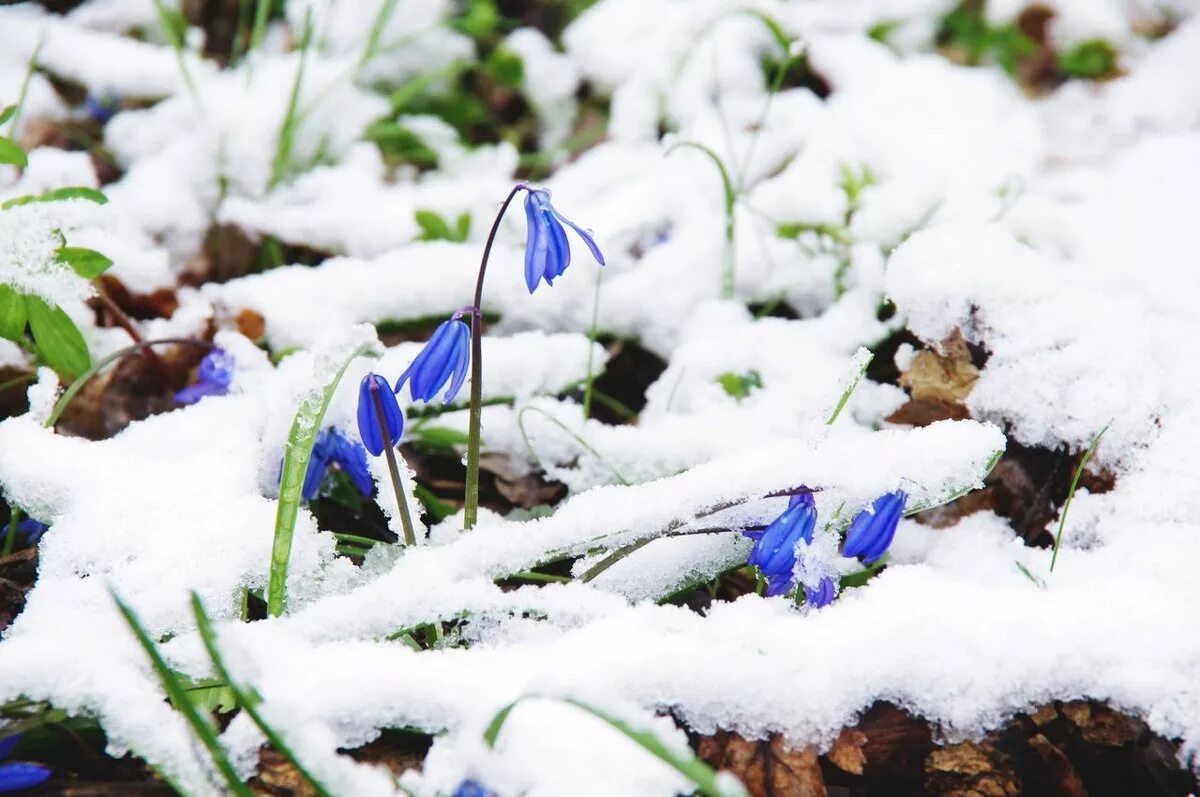 тает снег. подснежники в природе. весеннее состояние снежного. ранняя весна. кандык сибирский подснежники.