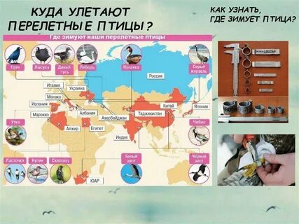 На какой материк мигрируют на зимовку ласточки