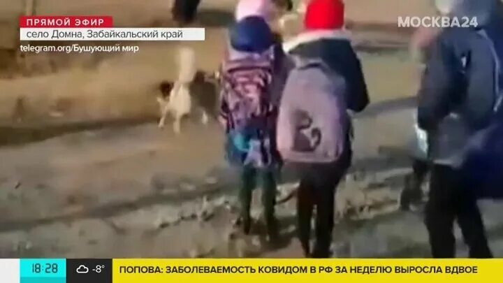 В коми собаки загрызли женщину. В забайкалье девочку загрызли собаки. Забайкалье собаки загрызли ребенка. 7 летнюю девочку загрызли собаки. Маленькую собаку для семилетней девочки.