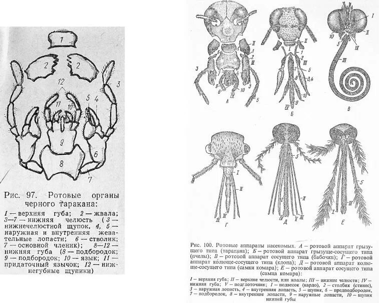 Типы ротовых аппаратов насекомых строение. Различные типы ротовых аппаратов насекомых. Схема строения ротовых аппаратов насекомых. Строение ротового аппарата членистоногих. Насекомое работающее на компетентные органы