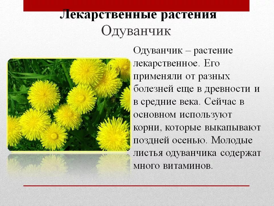 Одуванчик описание для детей