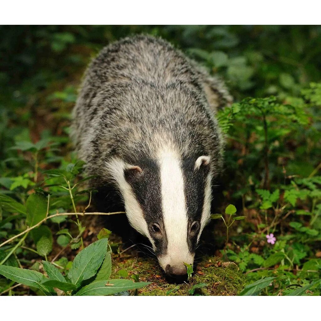 Badger badger badger. Животное с полосатой черно белой мордой дикое. Животное с полосатой черно белой мордой дикое. Животное с полосатой черно белой мордой дикое. Барсук в краснодарском крае.