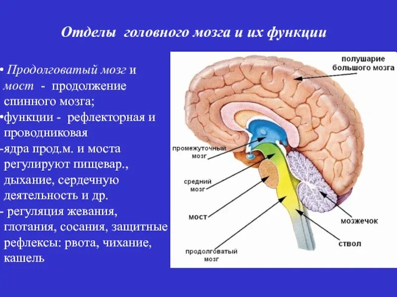 Отделы головного мозга продолговатый промежуточный. Отделы головного мозга нервные центры защитные рефлексы. Центры защиты рефлексов продолговатого мозга. Отделы структура и функции головного мозга. Средний отдел мозга включает