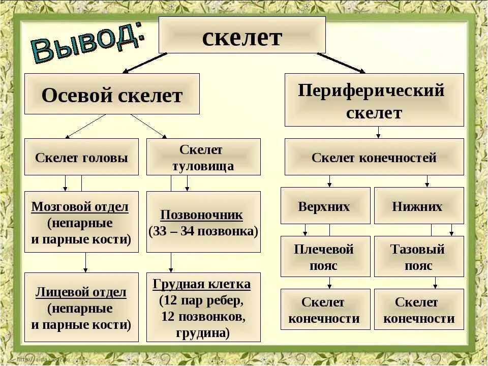 Деление скелета на отделы. Строение осевого скелета человека. Части скелета осевой и добавочный. Скелет человека, его отделы: осевой скелет. Осевой и добавочный скелет человека.