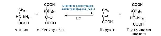 Аланин трансаминаза. Аланин и Альфа кетоглутарат реакция. Аланин Альфа кетоглутарат пируват глутамат. Реакции трансаминирования Альфа-аланина. Реакция аланина с Альфа кетоглутаровой кислотой.