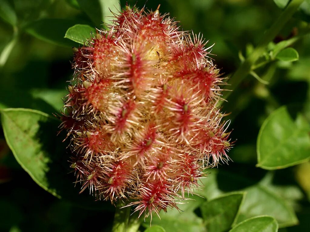 Солодка 7 букв. Glycyrrhiza echinata. Солодка щетинистая. Растения с щетинистыми стеблями. Феруловидка щетинистая.