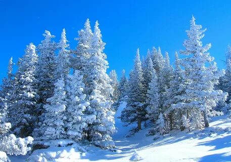 Картинки зимний лес (60 фото) .