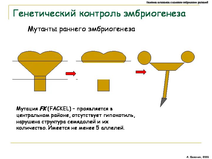 Генетический контроль развития растений животных и человека. Мутации генов контролирующих эмбриогенез таблица. Генетический контроль эмбриогенеза. Генетика онтогенеза. Генетические аспекты эмбриогенеза.