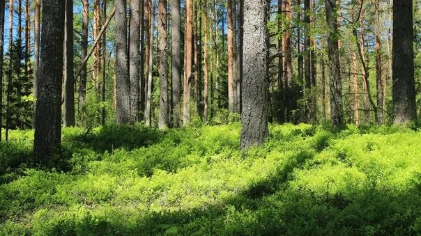 Видом средообразователем в хвойном. Сосняк черничник. Ельник черничник биоценоз. Ельник Кисличник характеристика. Сосняк долгомошник.