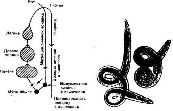 Установите последовательность развития аскариды. Схема миграции личинок аскариды в теле человека. схема миграции личинок аскариды. схема миграции личинок аскариды человеческой. миграция аскариды в организме человека схема.