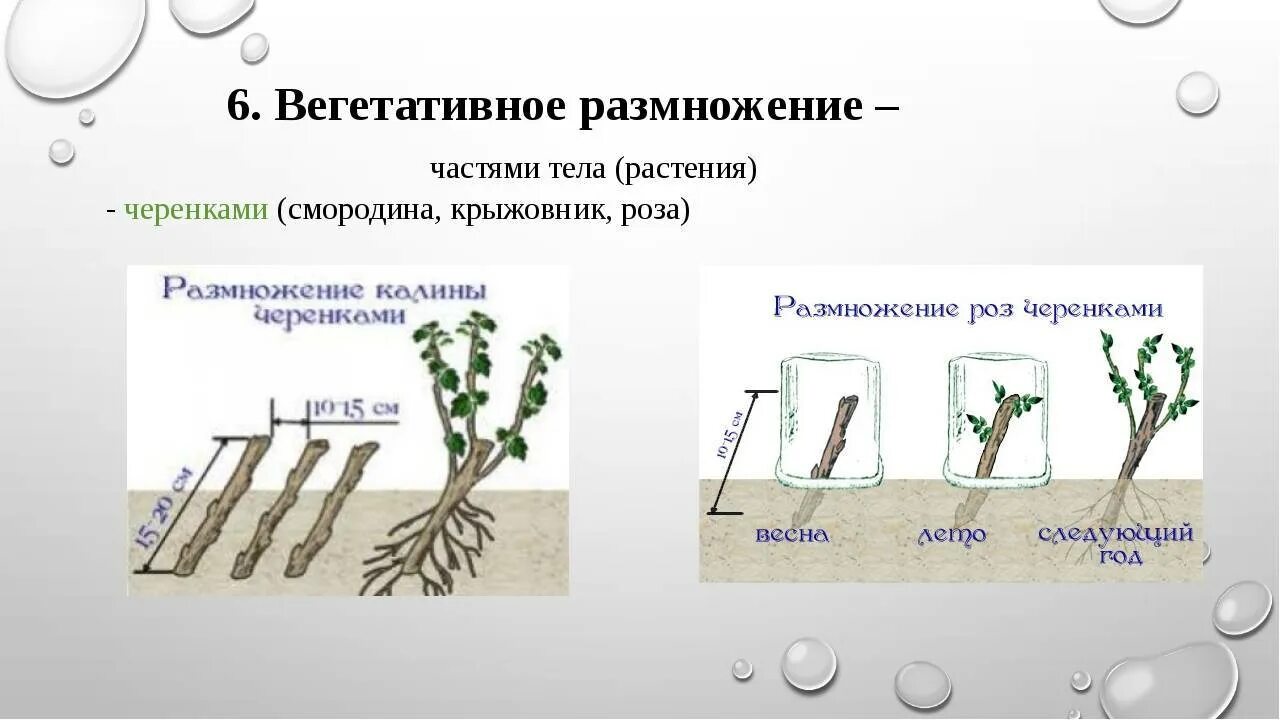 Стеблевой черенок вегетативное размножение. Вегетативное размножение способ размножения отводками. Размножение стеблевыми черенками схема. Схема вегетативных форм размножения. Термину вегетативное размножение