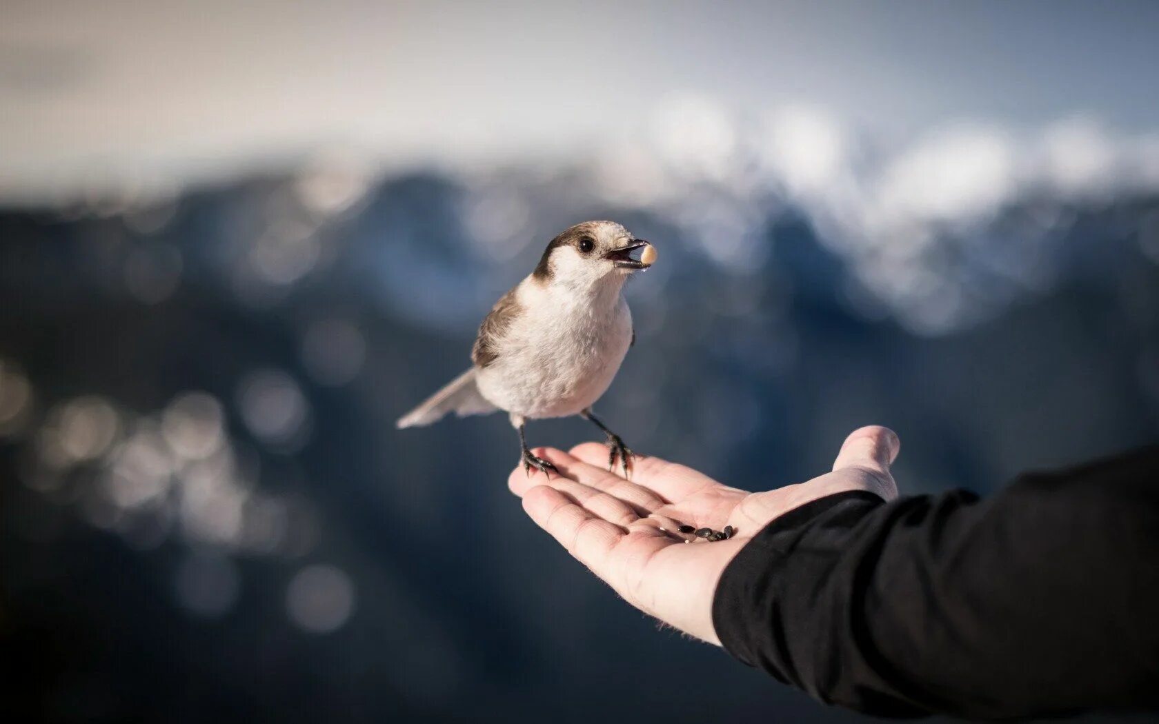 Make me a bird