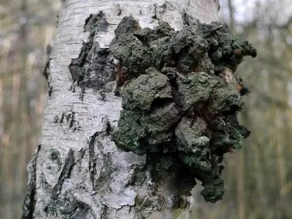 Нарост на березе черного цвета
