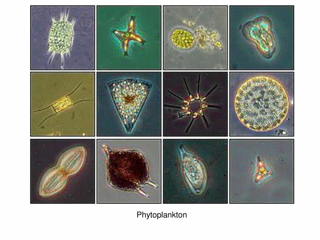 Фитопланктон термин. Сапфириды фитопланктон. Фитопланктон ардиация. Phalacroma rotundatum фитопланктон. Фитопланктон понятие.