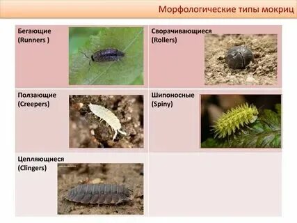 Какую среду обитания освоила морошка впр. Какую среду обитания освоила морошка впр