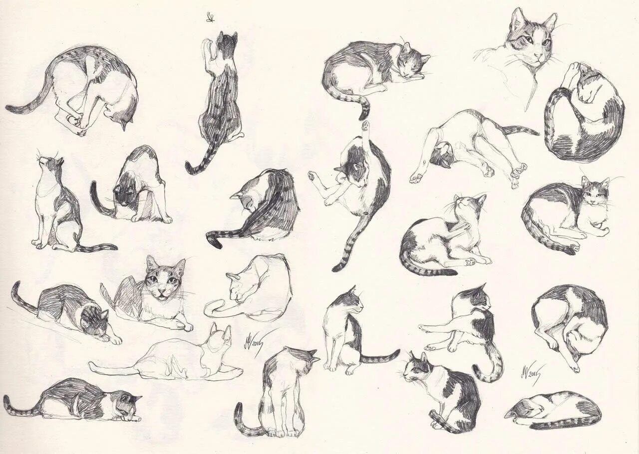 Коты в разных позах. Кошка сбоку референс. кошка с разных ракурсов. позы котов.