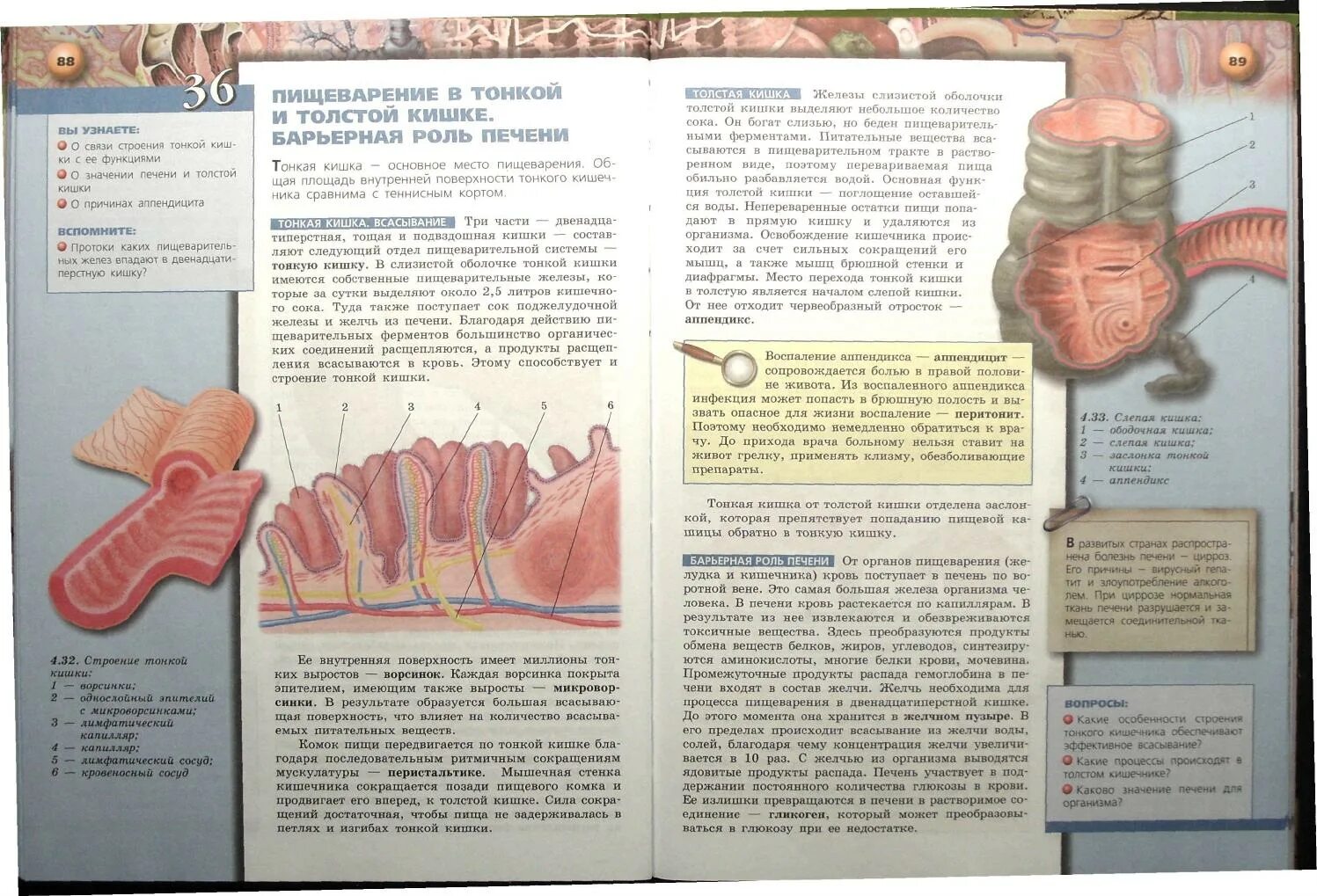 Учебник по биологии 8 класс. Тонкий кишечник функции в пищеварении. Строение тонкого кишечника 8 класс.