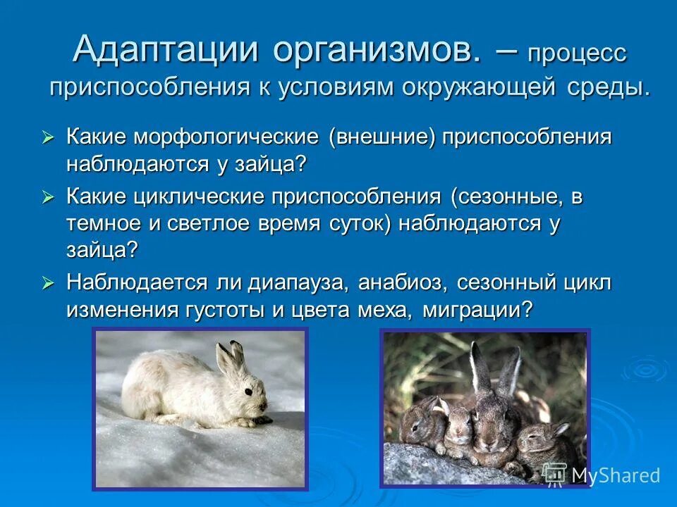 Какие приспособления к окружающей. Адаптации организмов. приспособление к условиям окружающей среды. адаптации организмов к условиям среды. адаптация зайца.